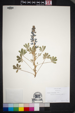 Lupinus subcarnosus image