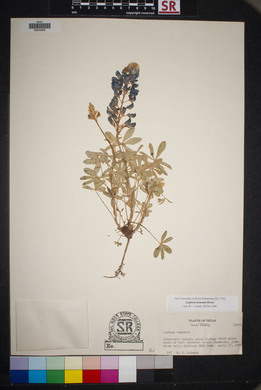 Lupinus texensis image