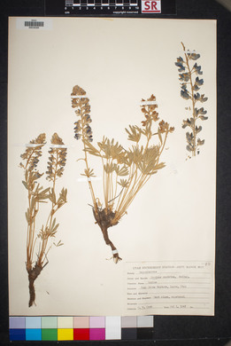 Lupinus caudatus image