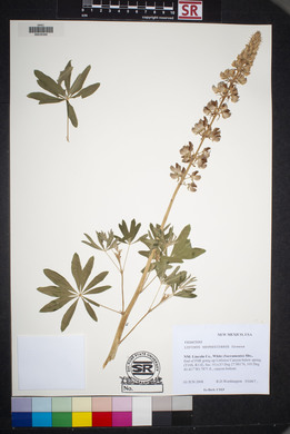 Lupinus neomexicanus image