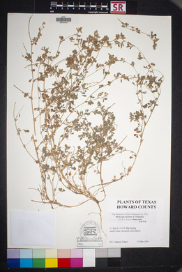 Medicago minima image