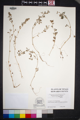 Medicago minima image