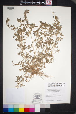 Medicago minima image