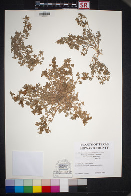 Medicago minima image