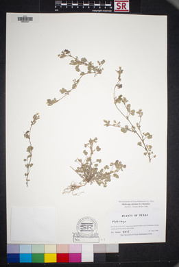 Medicago minima image