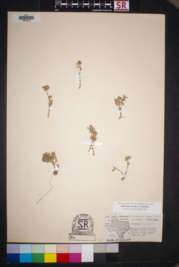 Medicago minima image