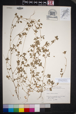 Medicago minima image