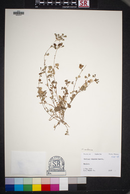 Medicago polymorpha image