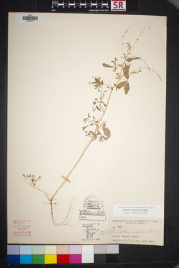 Melilotus indicus image