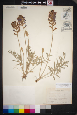 Oxytropis lambertii image