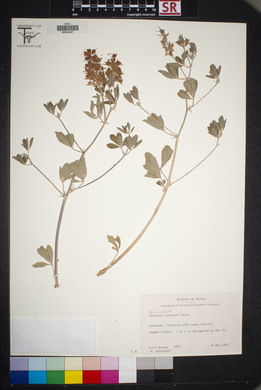 Psoralea cuspidata image