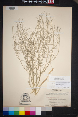 Peteria scoparia image