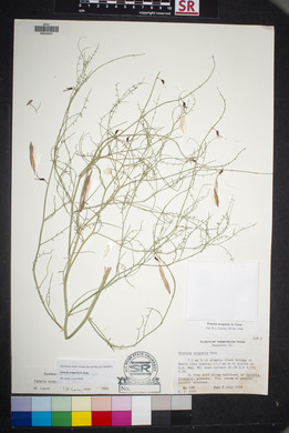 Peteria scoparia image