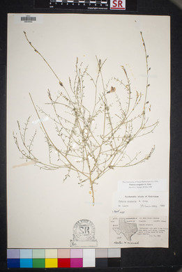 Peteria scoparia image