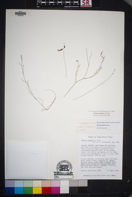 Peteria scoparia image