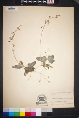Phaseolus grayanus image