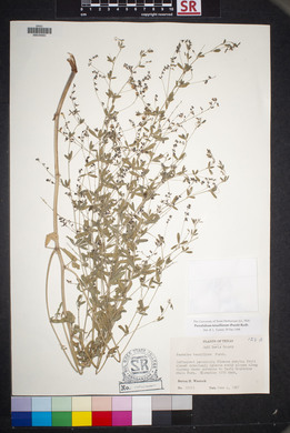 Pediomelum tenuiflorum image