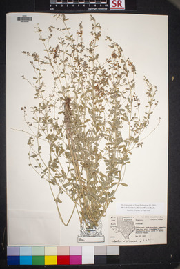 Pediomelum tenuiflorum image