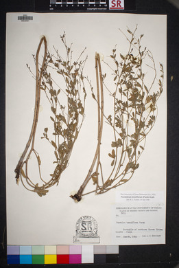 Pediomelum tenuiflorum image