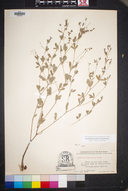 Pediomelum tenuiflorum image