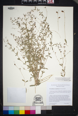 Pediomelum tenuiflorum image