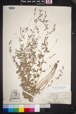 Pediomelum tenuiflorum image