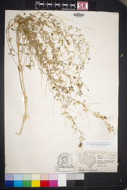 Pediomelum tenuiflorum image