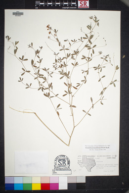 Pediomelum tenuiflorum image