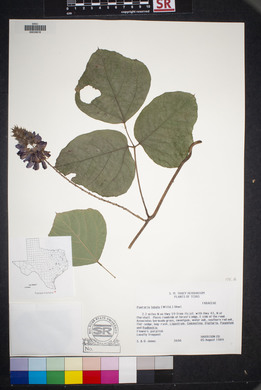 Pueraria montana image