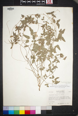 Rhynchosia senna image