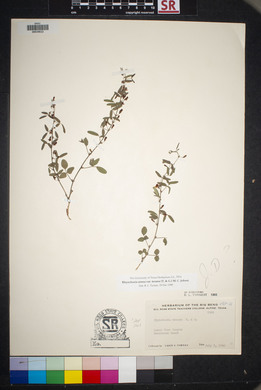 Rhynchosia senna image