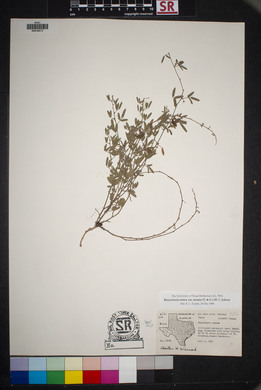 Rhynchosia senna var. texana image