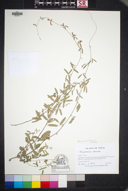 Rhynchosia senna image