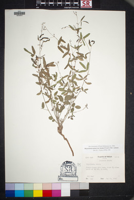 Rhynchosia senna var. texana image