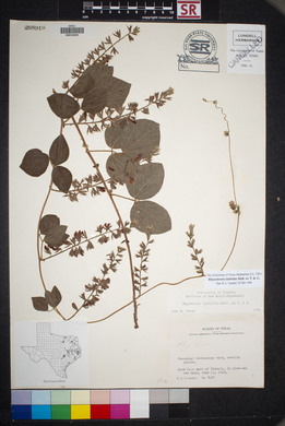 Rhynchosia latifolia image