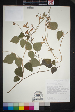 Rhynchosia macrocarpa image