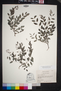 Robinia neomexicana image