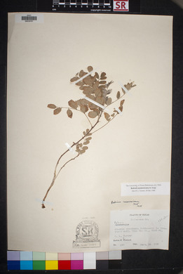 Robinia neomexicana image