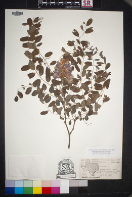 Robinia neomexicana image