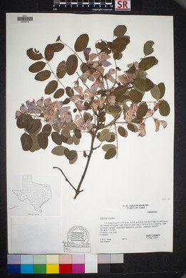 Robinia hispida image