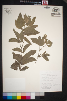 Thermopsis robusta image