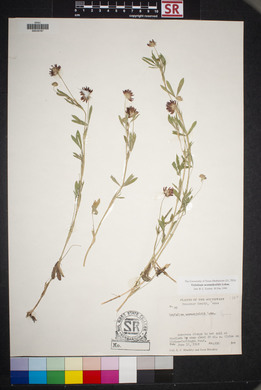 Trifolium wormskioldii image