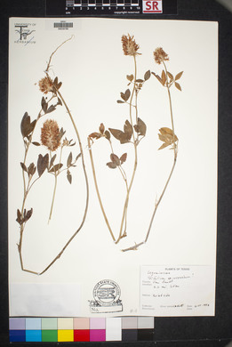 Trifolium incarnatum image