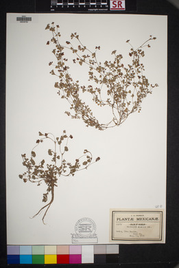 Trifolium amabile image