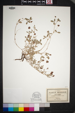 Trifolium goniocarpum image