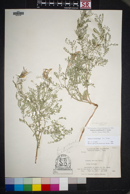 Sophora nuttalliana image