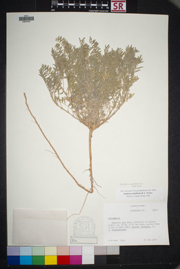 Sophora nuttalliana image