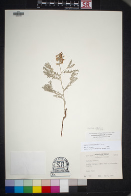 Sophora nuttalliana image