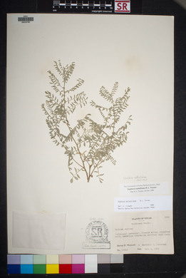 Sophora nuttalliana image