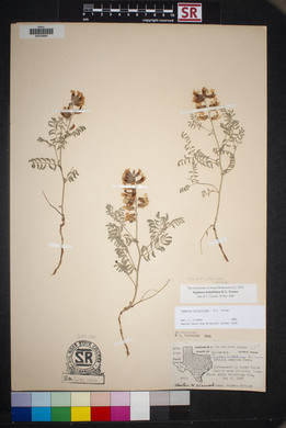 Sophora nuttalliana image